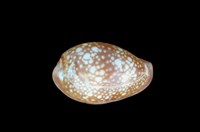 藏品(雪山寶螺)的圖片